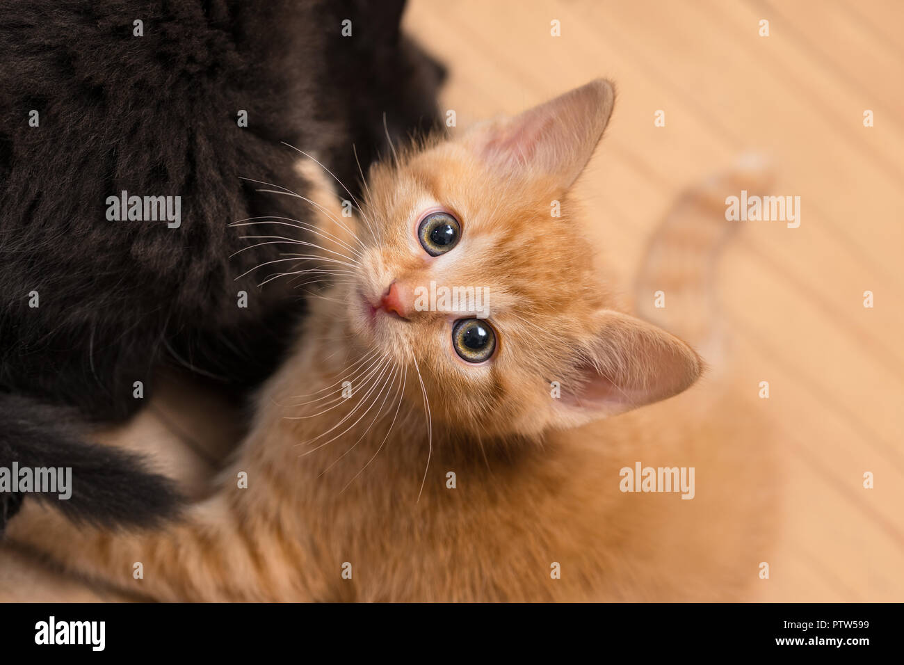 Gingembre doux et kitty noir. Les chats domestiques 8 semaines. Felis silvestris catus. Deux petits chatons jouant sur un plancher en bois. Curieux tabby kitty. Animaux domestiques. Banque D'Images