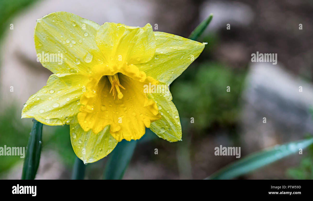 Jonquille fleur avec gouttes d'eau. Narcissus pseudonarcissus. Gros plan  d'une fleur de lys jaune réaliste prêté sur fond naturel. Temps de pluie  Photo Stock - Alamy