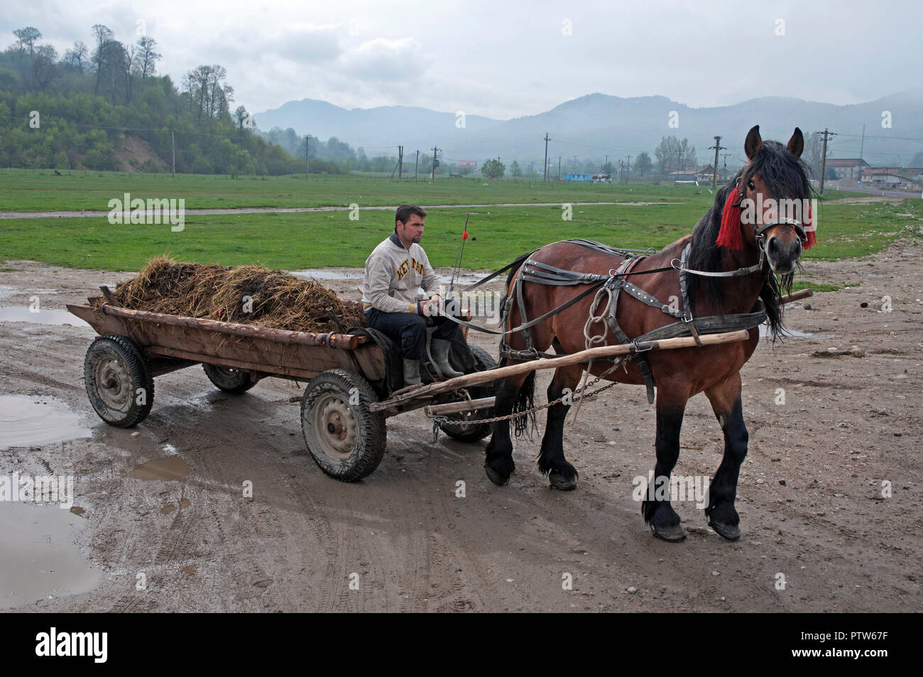 Agriculteur Local driving horse cart, Roumanie Banque D'Images