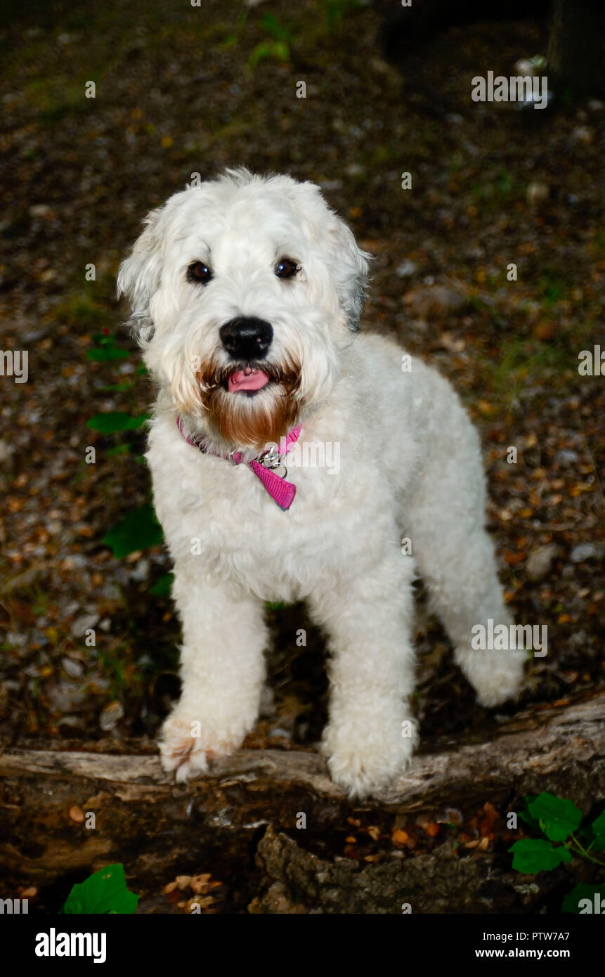 Un adulte femelle Terrier wheaton alerte est orienté vers l'avant avec pieds sur un log Banque D'Images