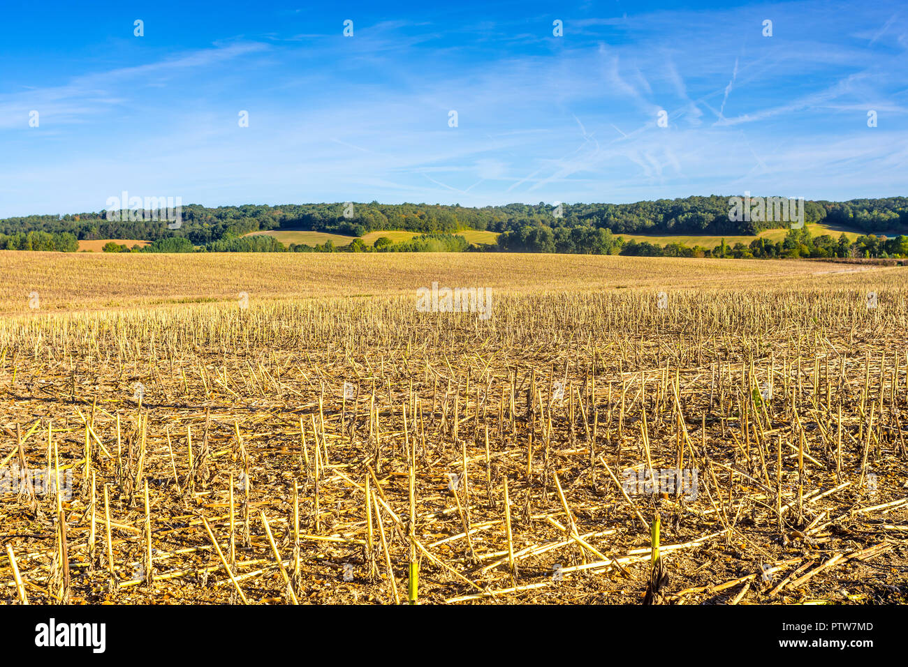 Les terres agricoles après la récolte de tournesol avec des tiges restantes : la France. Banque D'Images