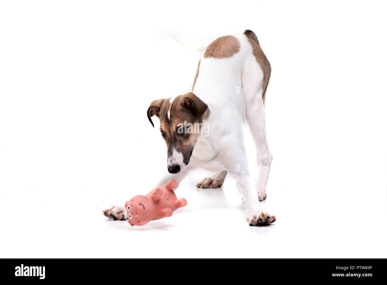 Une adorable agar hongrois (magyar agár) jouant avec un cochon toy - studio shot, isolé sur fond blanc. Banque D'Images