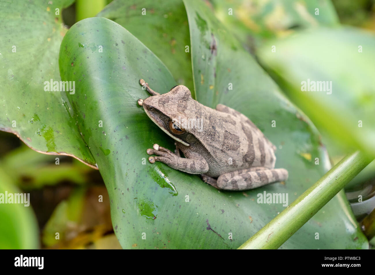 La réserve de Pacaya Samiria, Pérou, Amérique du Sud. Grenouille rire commun assis sur un navire de jacinthe d'eau sur la rivière Ucayali. Banque D'Images