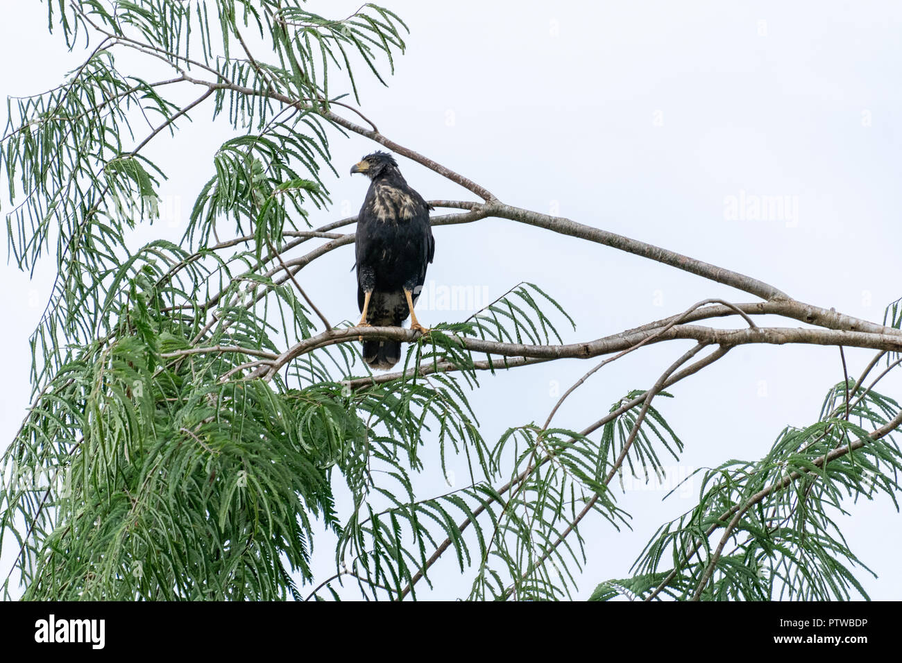 La réserve de Pacaya Samiria, Pérou, Amérique du Sud. Great Black Hawk perché dans un arbre dans la forêt tropicale Banque D'Images