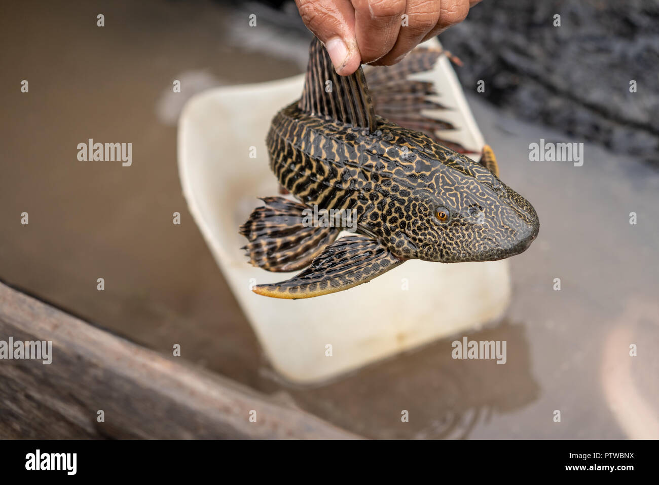 La réserve de Pacaya Samiria, Pérou, Amérique du Sud. Garçon dans une pirogue tenant un poisson-chat Sailfin Vermiculé (Pterygoplichthys disjunctivus) Banque D'Images