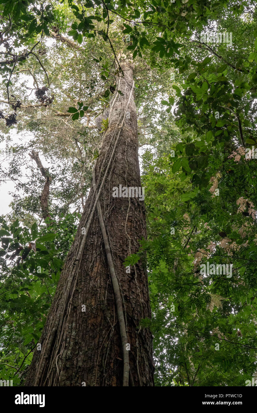 Parc national de l'Amazonie, le Pérou, Amérique du Sud. Vigne étreint sur un tronc d'arbre pour les soutenir dans leur ascension vers la lumière du soleil dans la forêt tropicale. Banque D'Images