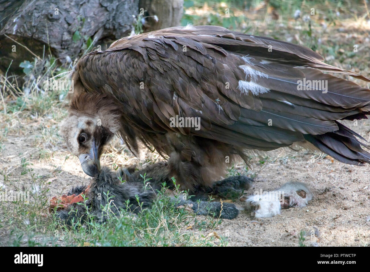 Cinereous Vulture Urubu noir ou - Arctia monachus est l'alimentation sur un animal. Banque D'Images