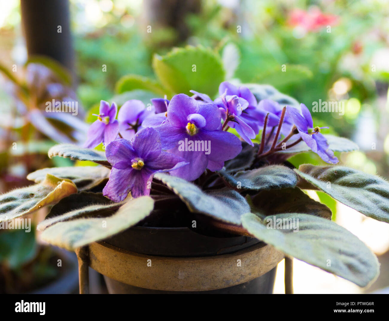 La violette africaine (Saintpaulia), gros plan de cette belle fleur de  couleur violette Photo Stock - Alamy