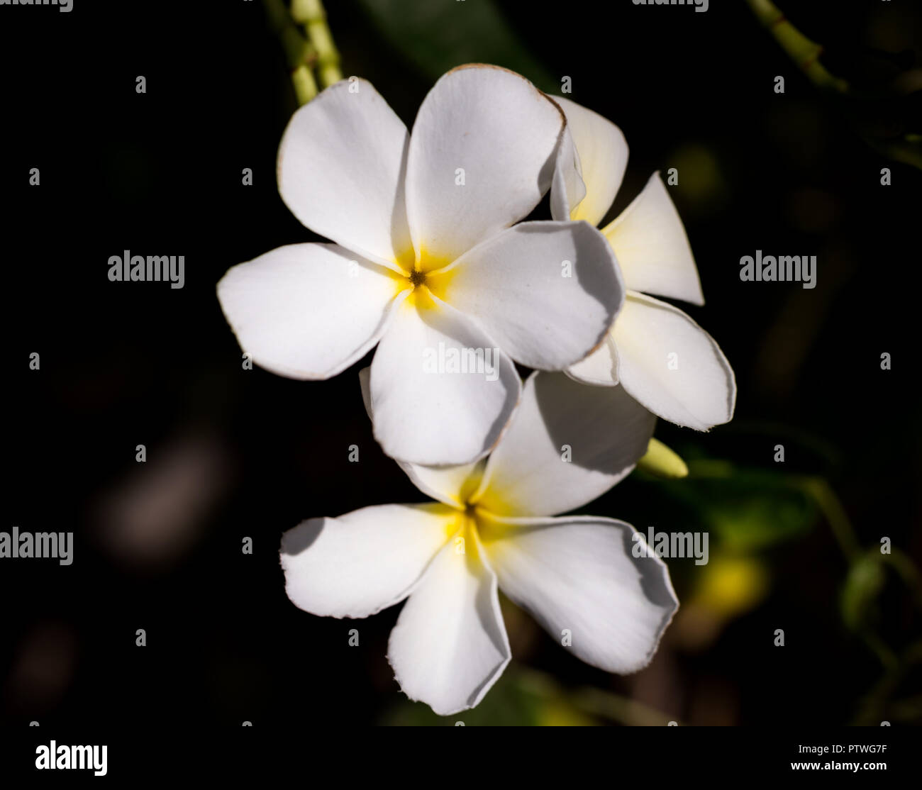 Bouquet de fleurs blanches, connu sous le nom de cimetière de Singapour ( fleur de Plumeria obtusa Photo Stock - Alamy