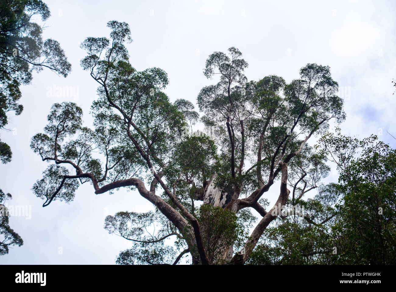 La Vallée des Géants Tree Top Walk, le Danemark, l'Nornalup, côte sud, WA, Australie occidentale, Australie Banque D'Images