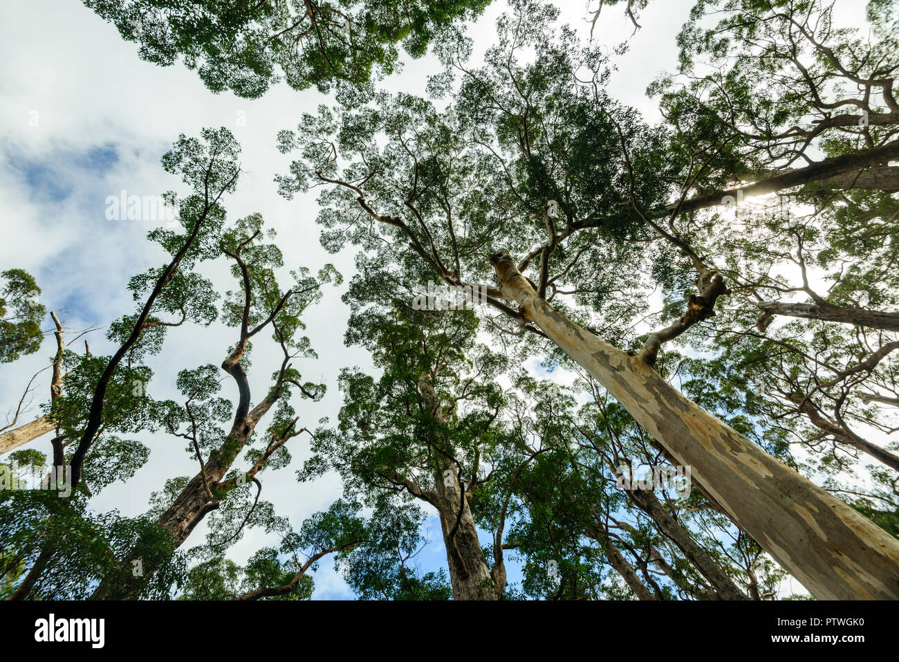 La Vallée des Géants Tree Top Walk, le Danemark, l'Nornalup, côte sud, WA, Australie occidentale, Australie Banque D'Images