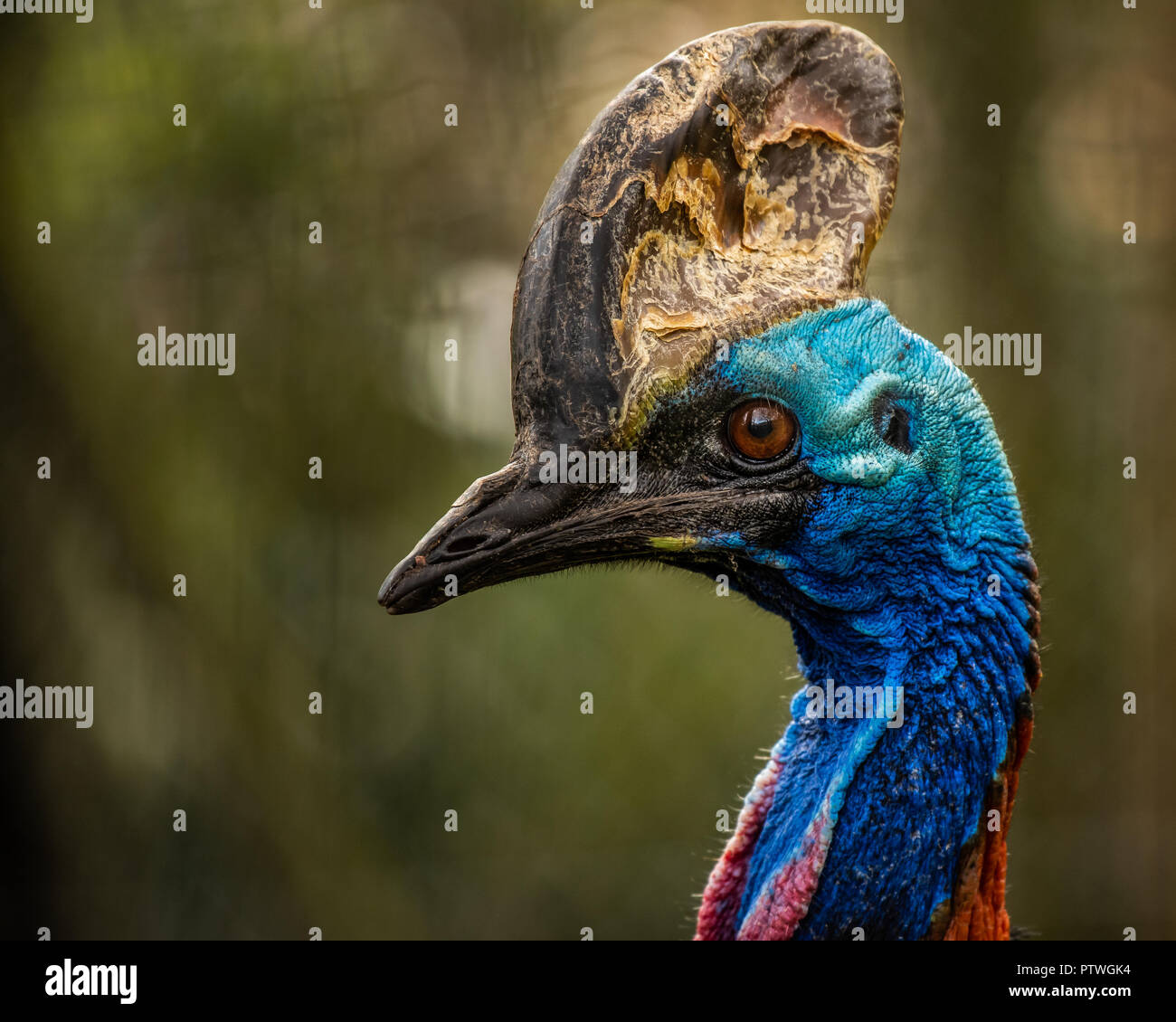 Le Sud De Cassowary également Connu Sous Le Nom De Double