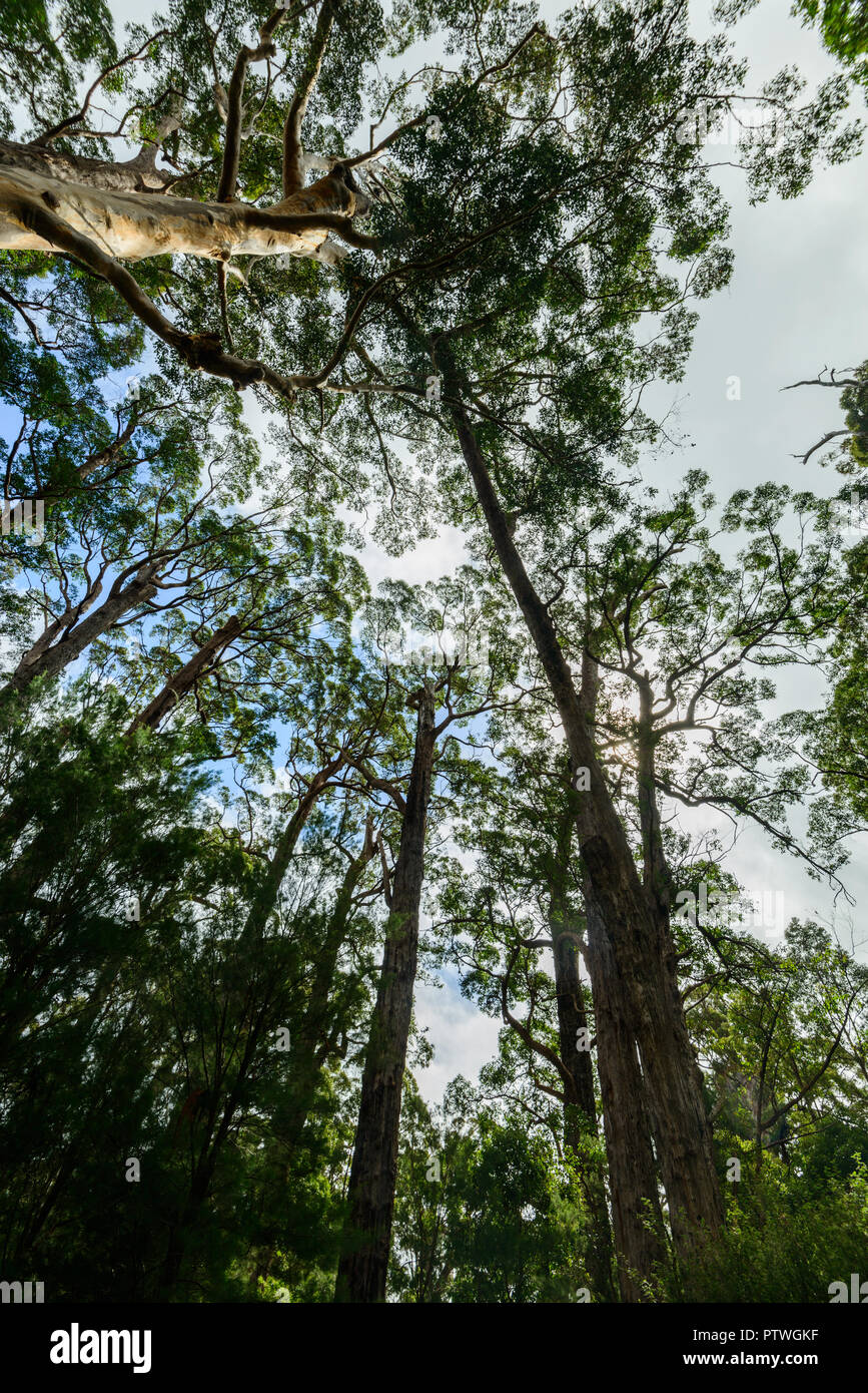 La Vallée des Géants Tree Top Walk, le Danemark, l'Nornalup, côte sud, WA, Australie occidentale, Australie Banque D'Images
