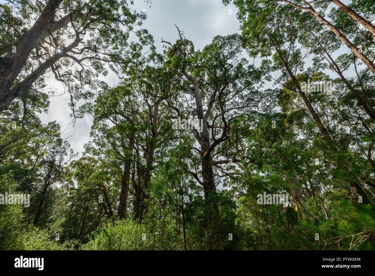 La Vallée des Géants Tree Top Walk, le Danemark, l'Nornalup, côte sud, WA, Australie occidentale, Australie Banque D'Images