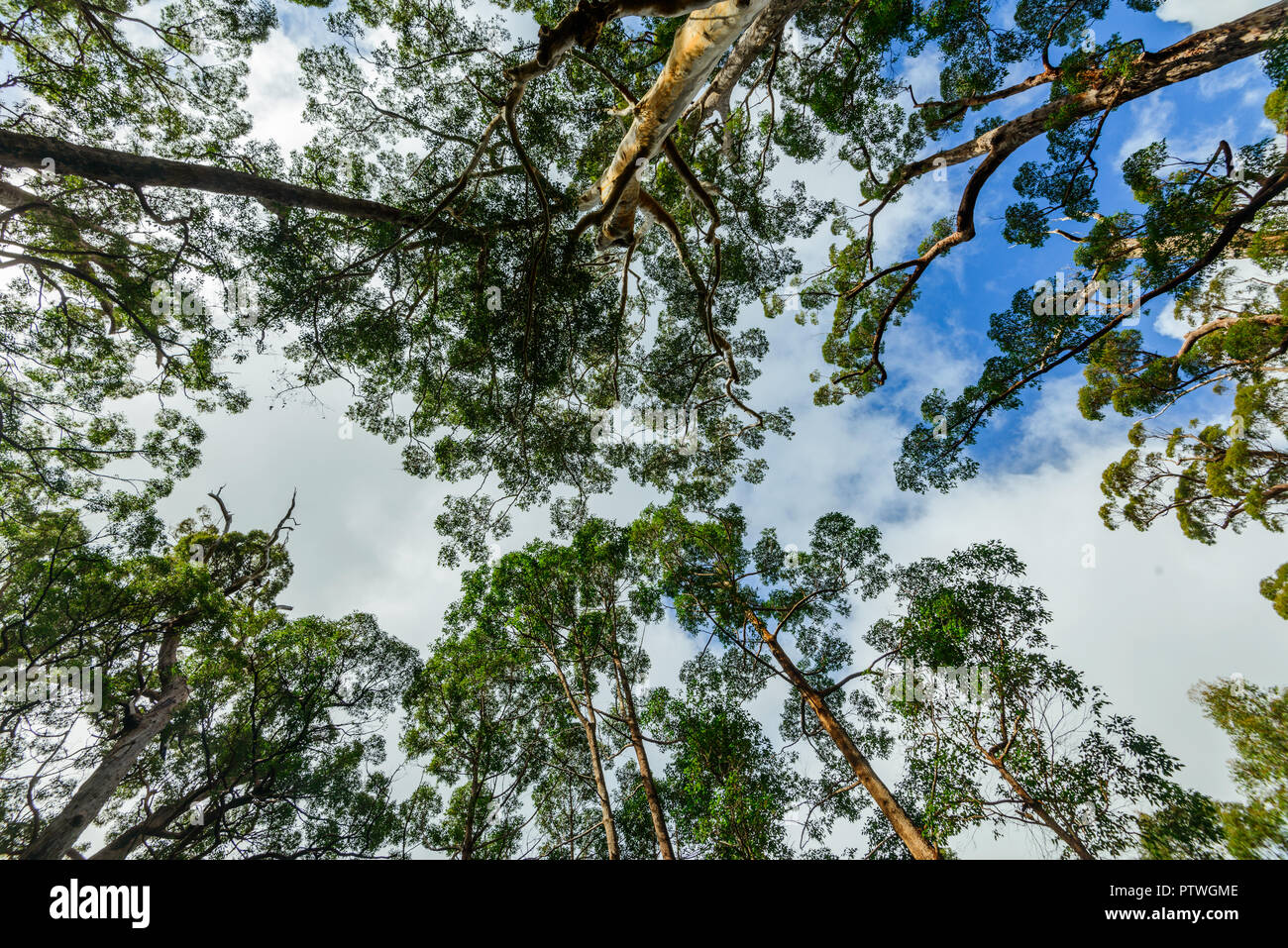 La Vallée des Géants Tree Top Walk, le Danemark, l'Nornalup, côte sud, WA, Australie occidentale, Australie Banque D'Images
