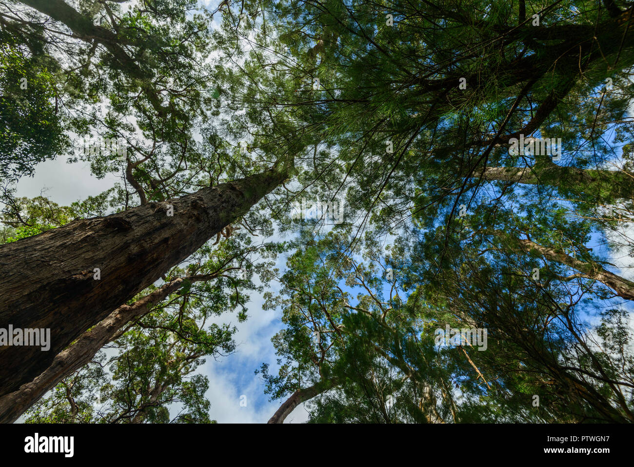 La Vallée des Géants Tree Top Walk, le Danemark, l'Nornalup, côte sud, WA, Australie occidentale, Australie Banque D'Images