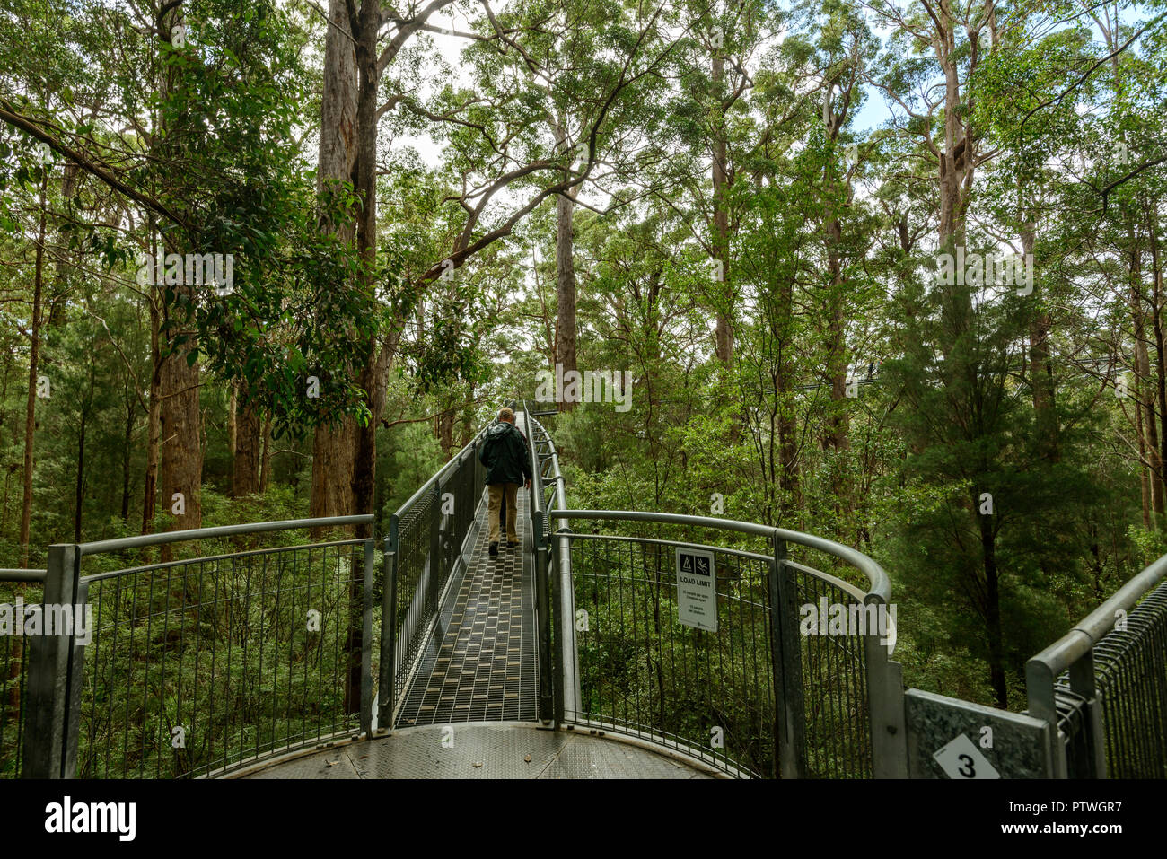 Le sentier de randonnée dans la Vallée des Géants Tree Top Walk, le Danemark, le Parc National de Walpole-Nornalup, côte sud, WA, Australie de l'Ouest, Austra Banque D'Images