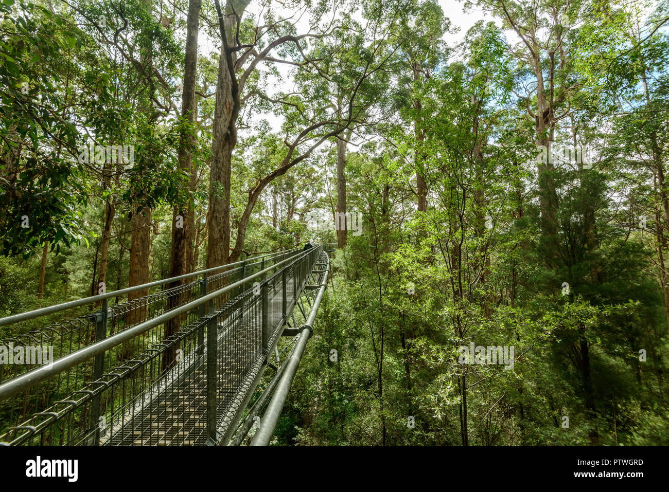 Le sentier de randonnée dans la Vallée des Géants Tree Top Walk, le Danemark, le Parc National de Walpole-Nornalup, côte sud, WA, Australie de l'Ouest, Austra Banque D'Images