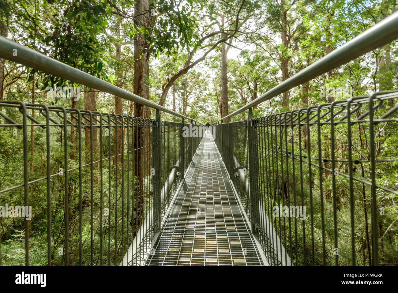 Le sentier de randonnée dans la Vallée des Géants Tree Top Walk, le Danemark, le Parc National de Walpole-Nornalup, côte sud, WA, Australie de l'Ouest, Austra Banque D'Images