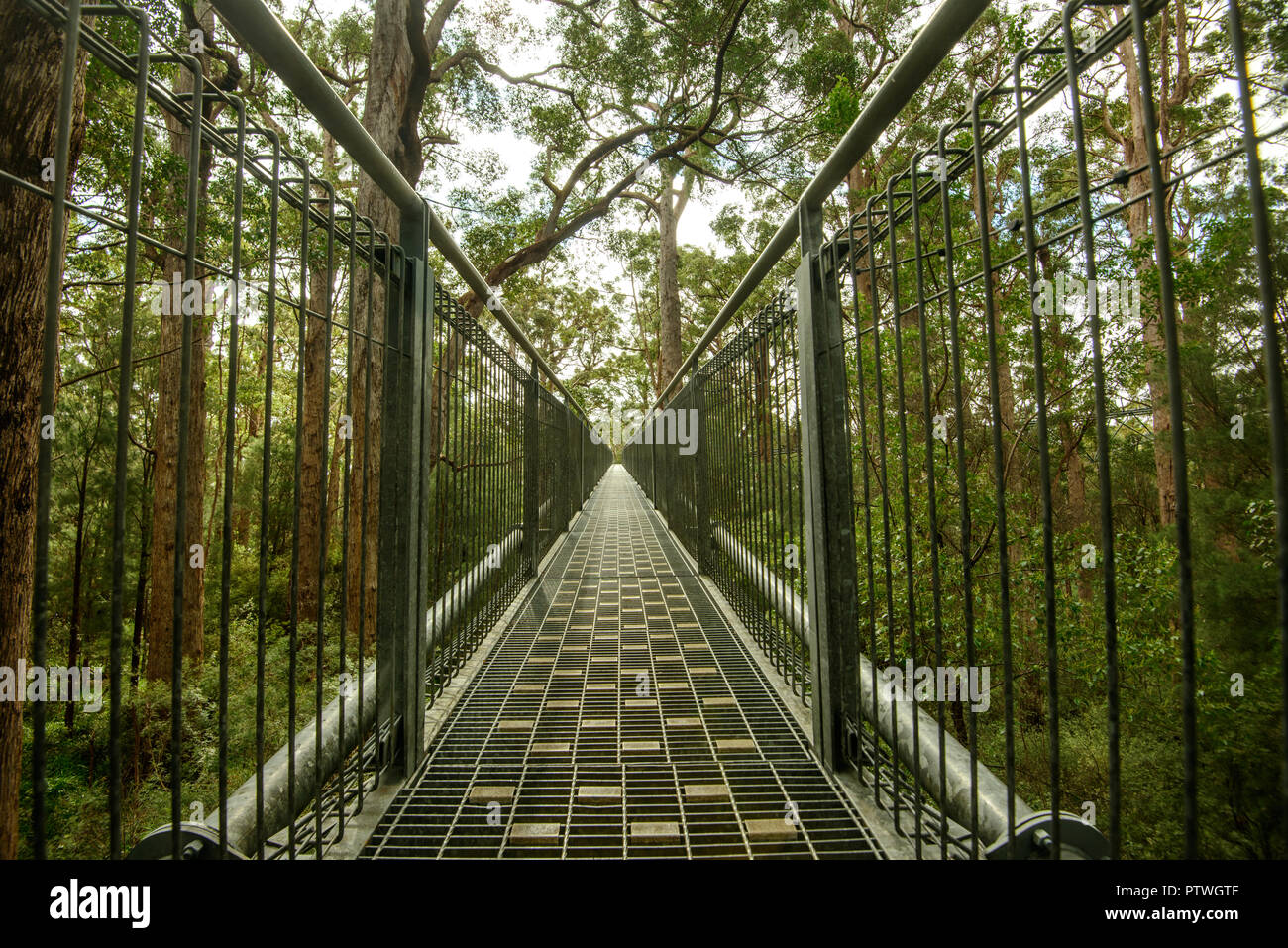 Le sentier de randonnée dans la Vallée des Géants Tree Top Walk, le Danemark, le Parc National de Walpole-Nornalup, côte sud, WA, Australie de l'Ouest, Austra Banque D'Images