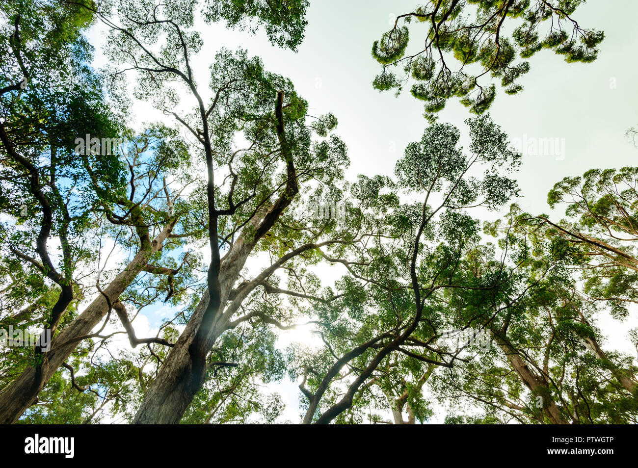 La Vallée des Géants Tree Top Walk, le Danemark, l'Nornalup, côte sud, WA, Australie occidentale, Australie Banque D'Images