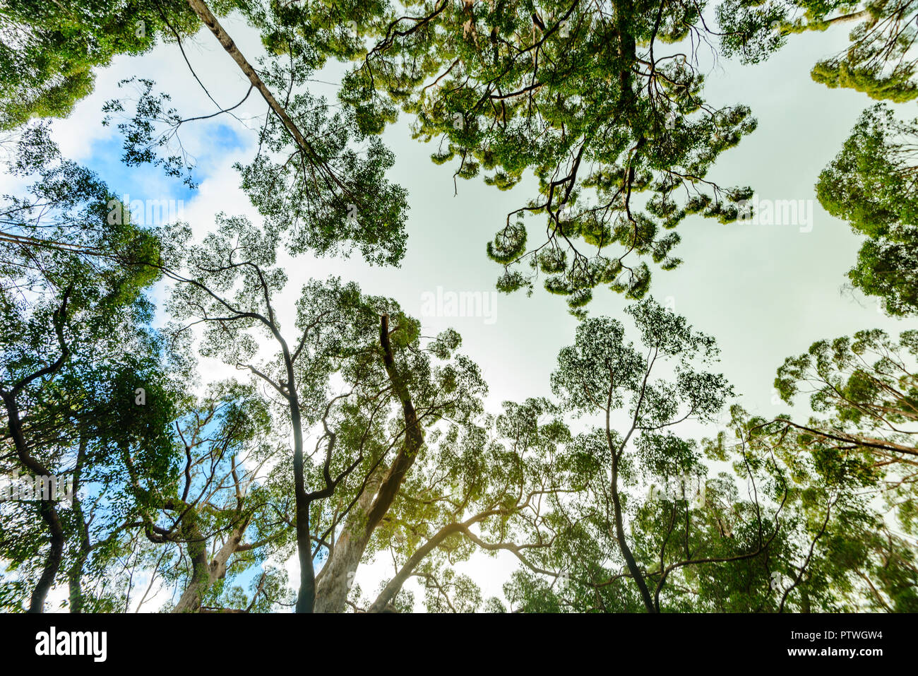 La Vallée des Géants Tree Top Walk, le Danemark, l'Nornalup, côte sud, WA, Australie occidentale, Australie Banque D'Images
