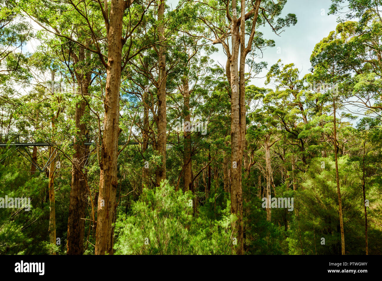 La Vallée des Géants Tree Top Walk, le Danemark, l'Nornalup, côte sud, WA, Australie occidentale, Australie Banque D'Images