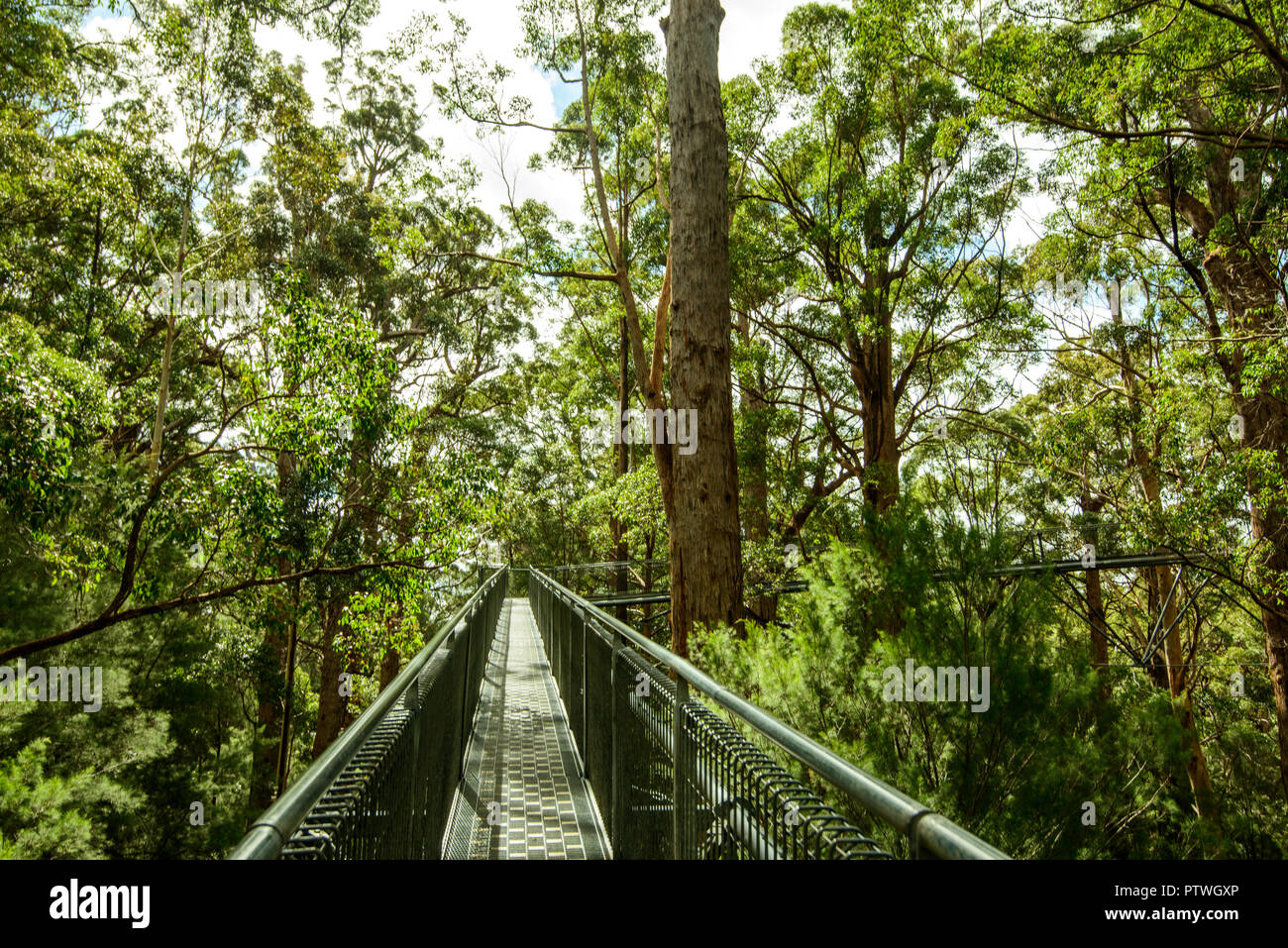 Le sentier de randonnée dans la Vallée des Géants Tree Top Walk, le Danemark, le Parc National de Walpole-Nornalup, côte sud, WA, Australie de l'Ouest, Austra Banque D'Images