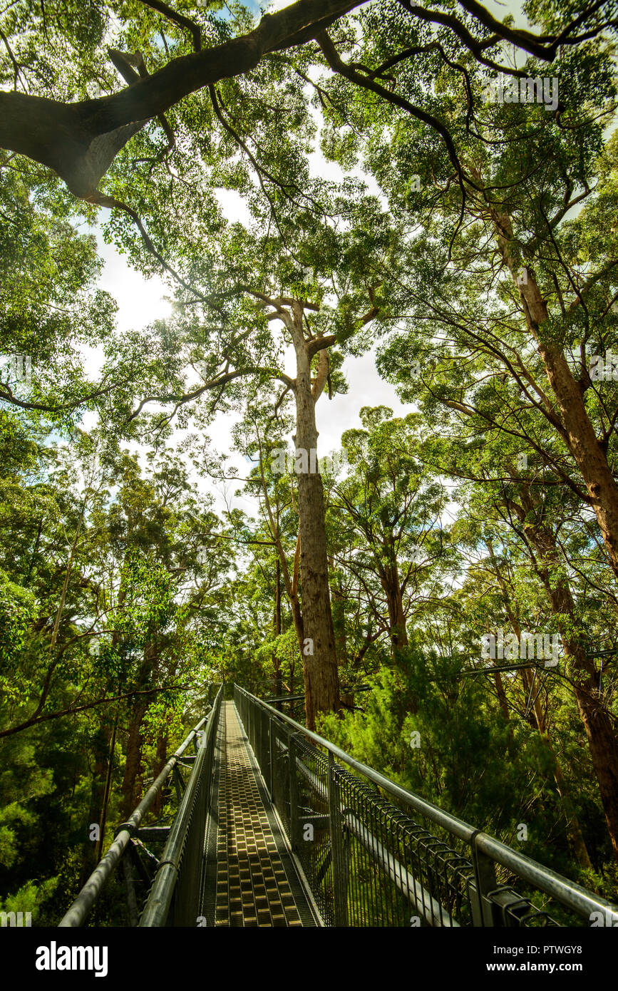 Le sentier de randonnée dans la Vallée des Géants Tree Top Walk, le Danemark, le Parc National de Walpole-Nornalup, côte sud, WA, Australie de l'Ouest, Austra Banque D'Images