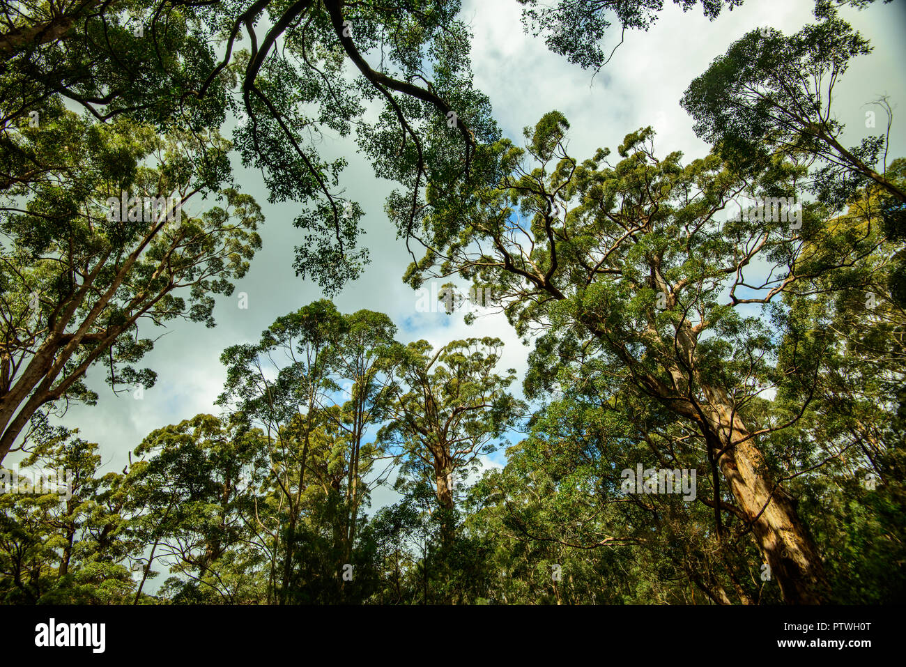La Vallée des Géants Tree Top Walk, le Danemark, l'Nornalup, côte sud, WA, Australie occidentale, Australie Banque D'Images