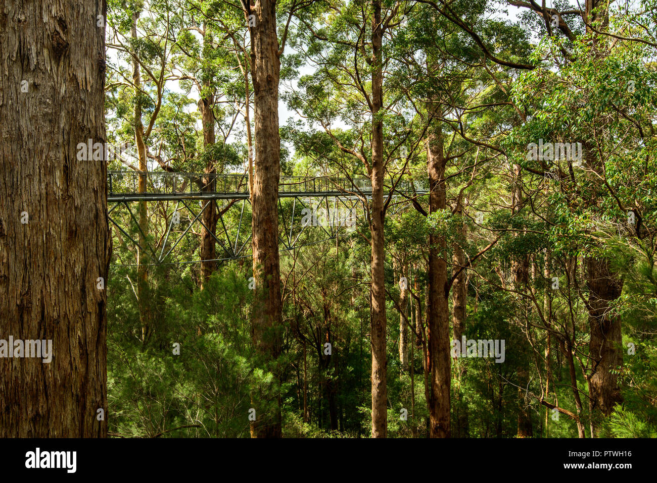 La Vallée des Géants Tree Top Walk, le Danemark, l'Nornalup, côte sud, WA, Australie occidentale, Australie Banque D'Images