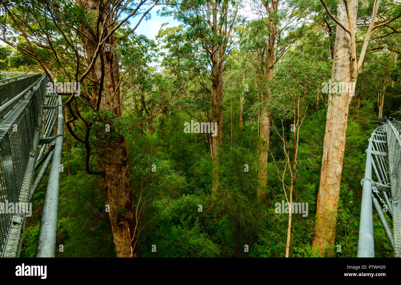 Le sentier de randonnée dans la Vallée des Géants Tree Top Walk, le Danemark, le Parc National de Walpole-Nornalup, côte sud, WA, Australie de l'Ouest, Austra Banque D'Images
