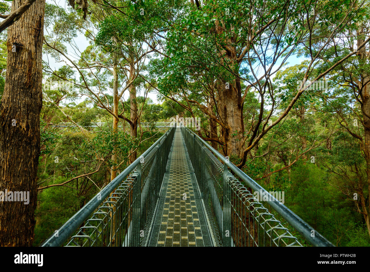 Le sentier de randonnée dans la Vallée des Géants Tree Top Walk, le Danemark, le Parc National de Walpole-Nornalup, côte sud, WA, Australie de l'Ouest, Austra Banque D'Images