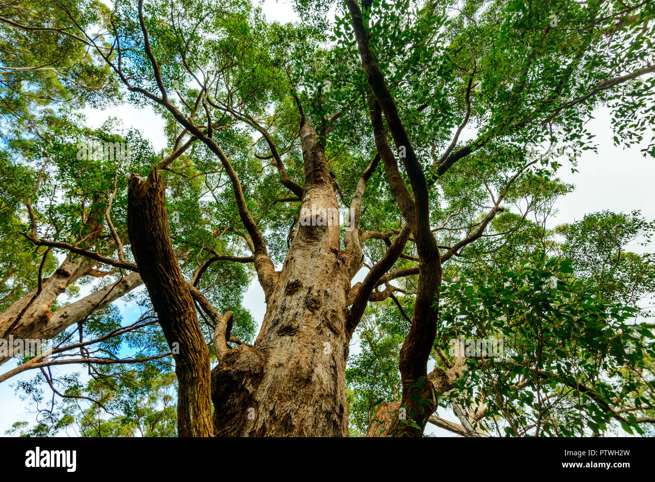 La Vallée des Géants Tree Top Walk, le Danemark, l'Nornalup, côte sud, WA, Australie occidentale, Australie Banque D'Images