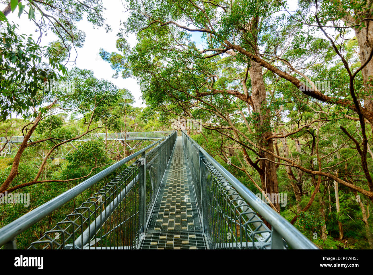 Le sentier de randonnée dans la Vallée des Géants Tree Top Walk, le Danemark, le Parc National de Walpole-Nornalup, côte sud, WA, Australie de l'Ouest, Austra Banque D'Images
