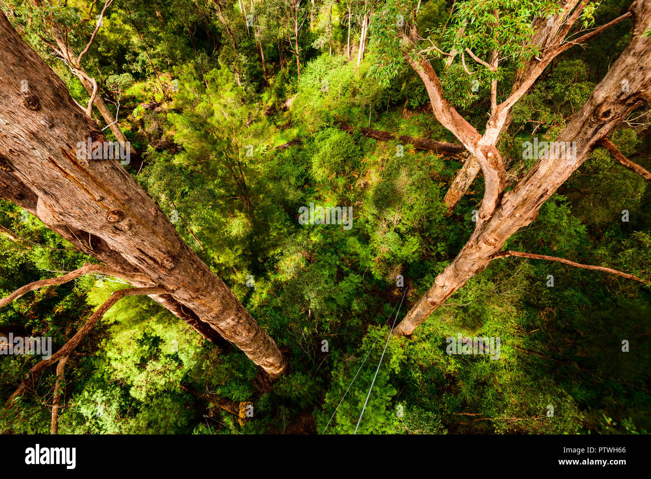 La Vallée des Géants Tree Top Walk, le Danemark, l'Nornalup, côte sud, WA, Australie occidentale, Australie Banque D'Images