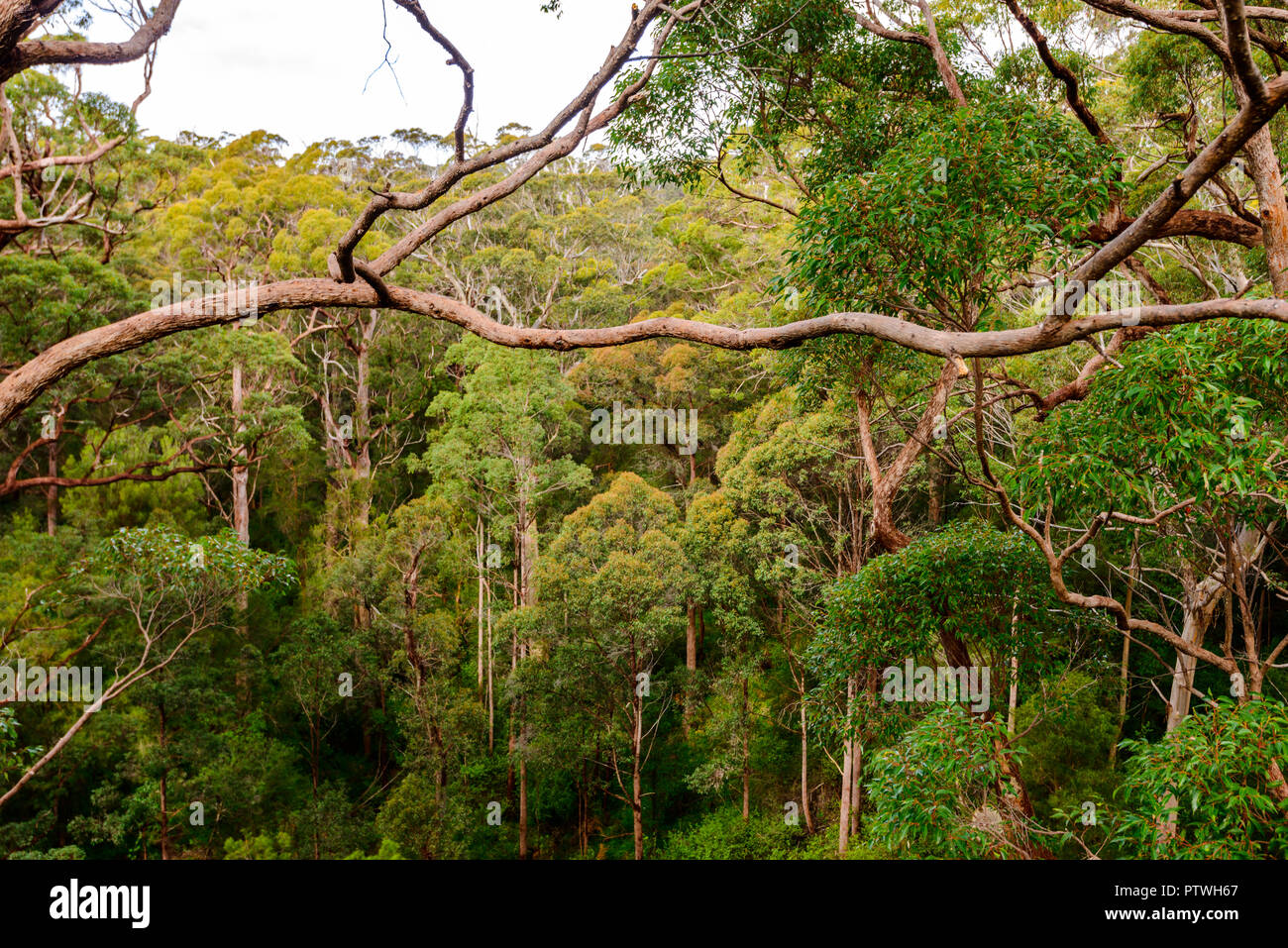 La Vallée des Géants Tree Top Walk, le Danemark, l'Nornalup, côte sud, WA, Australie occidentale, Australie Banque D'Images