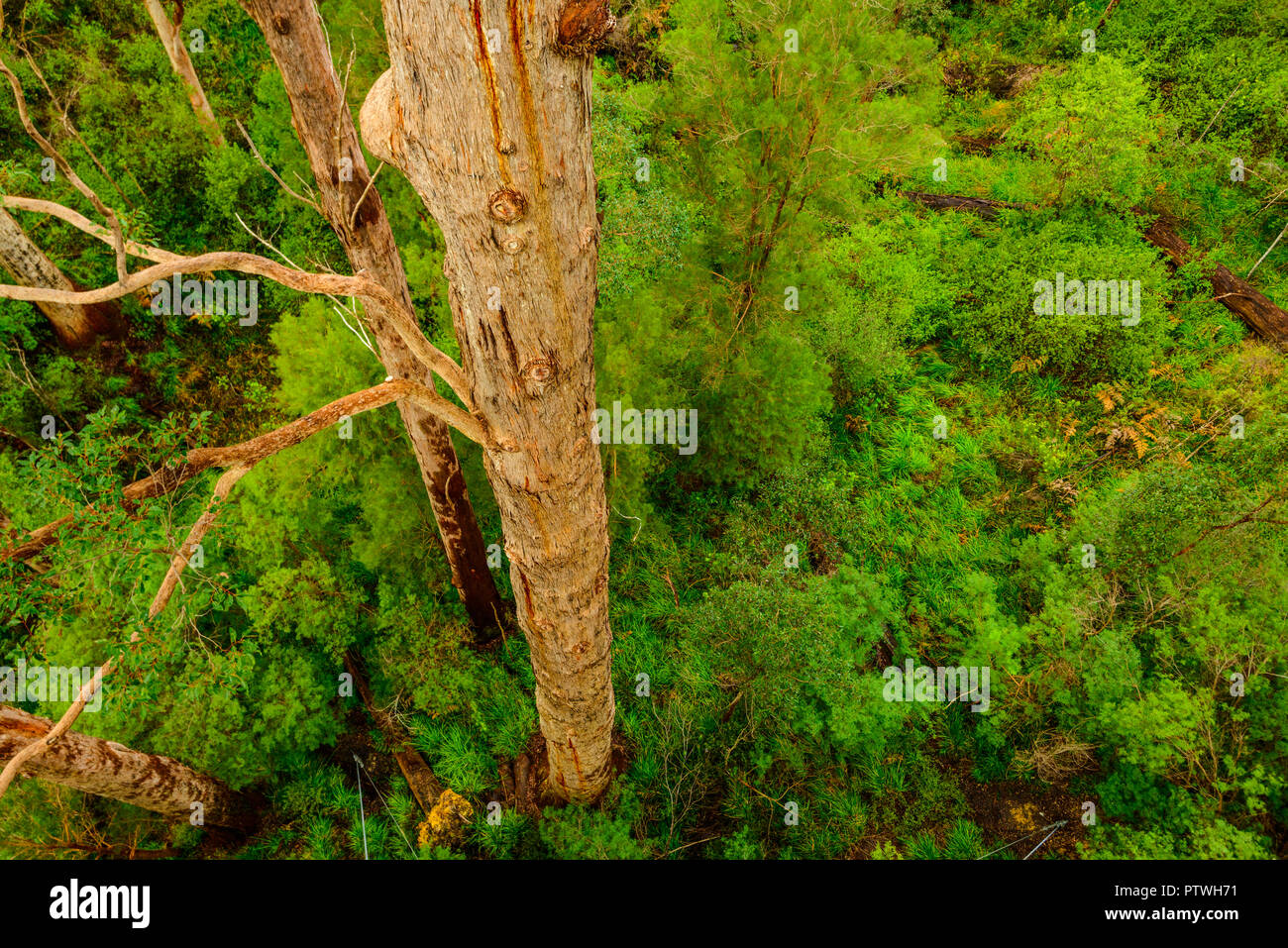 La Vallée des Géants Tree Top Walk, le Danemark, l'Nornalup, côte sud, WA, Australie occidentale, Australie Banque D'Images