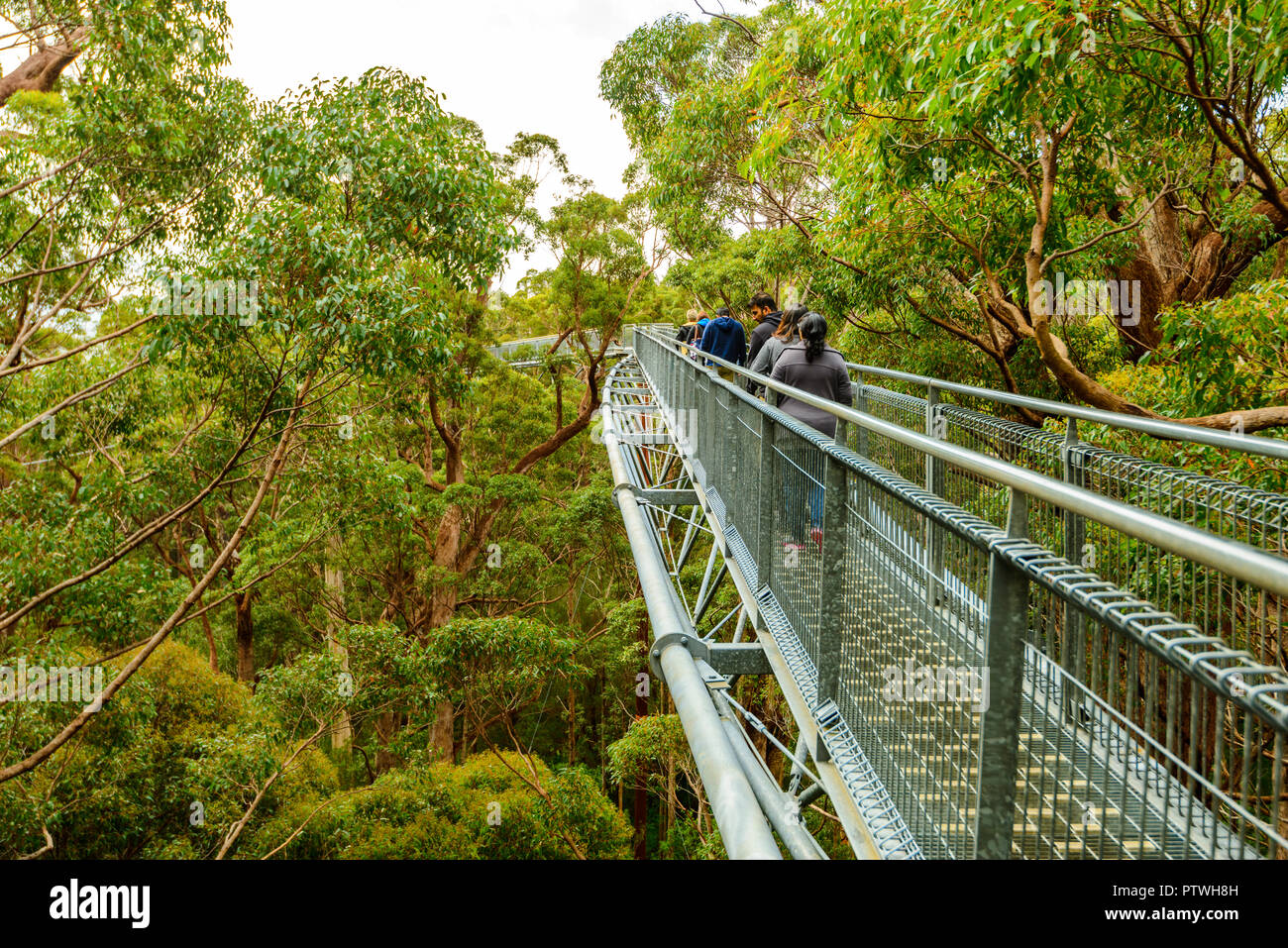Le sentier de randonnée dans la Vallée des Géants Tree Top Walk, le Danemark, le Parc National de Walpole-Nornalup, côte sud, WA, Australie de l'Ouest, Austra Banque D'Images