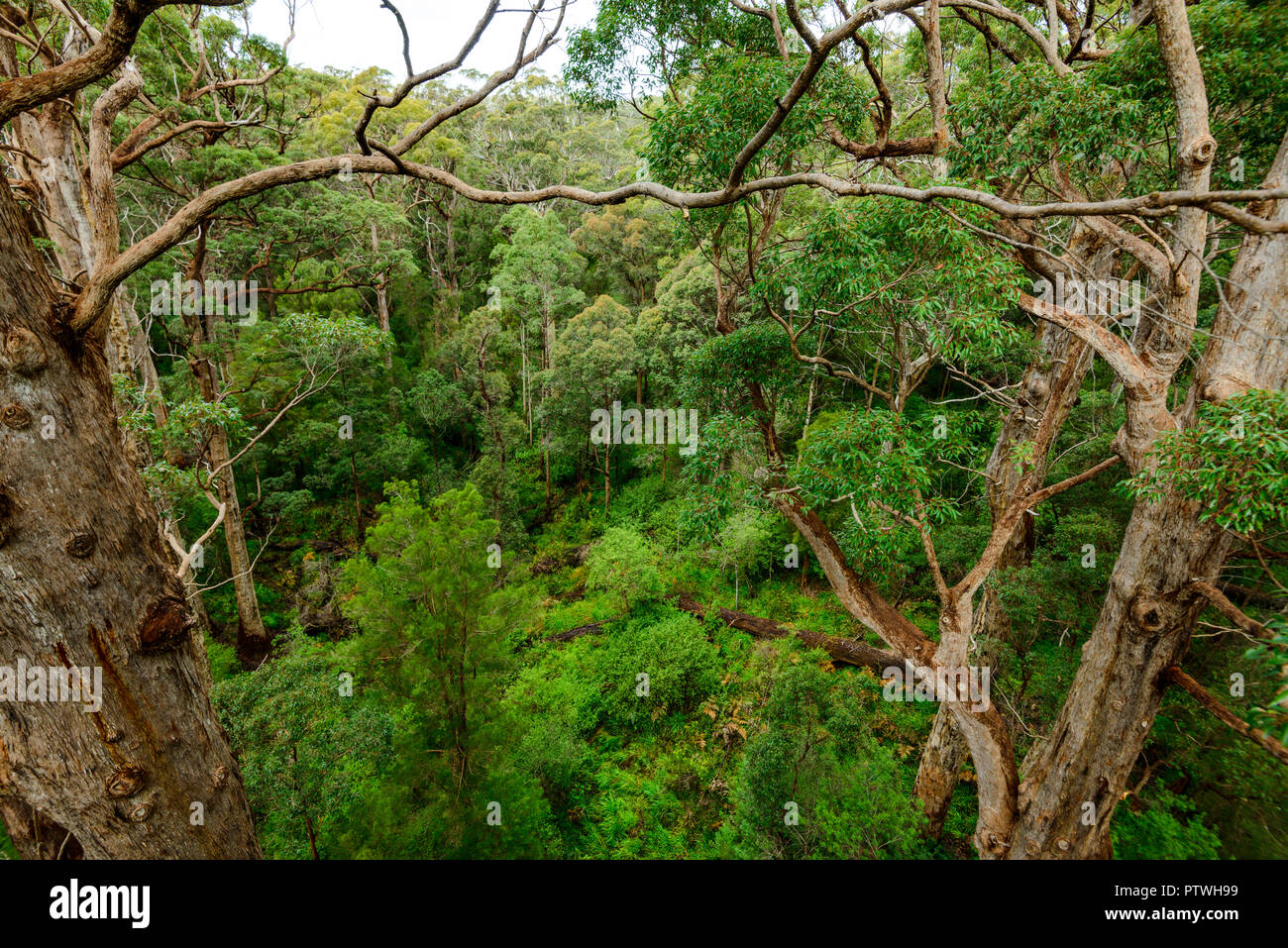 La Vallée des Géants Tree Top Walk, le Danemark, l'Nornalup, côte sud, WA, Australie occidentale, Australie Banque D'Images