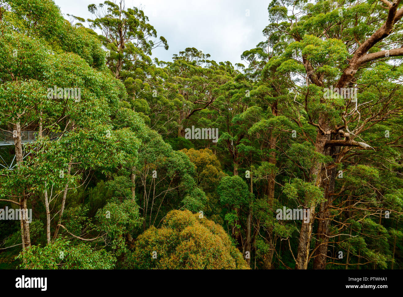 La Vallée des Géants Tree Top Walk, le Danemark, l'Nornalup, côte sud, WA, Australie occidentale, Australie Banque D'Images