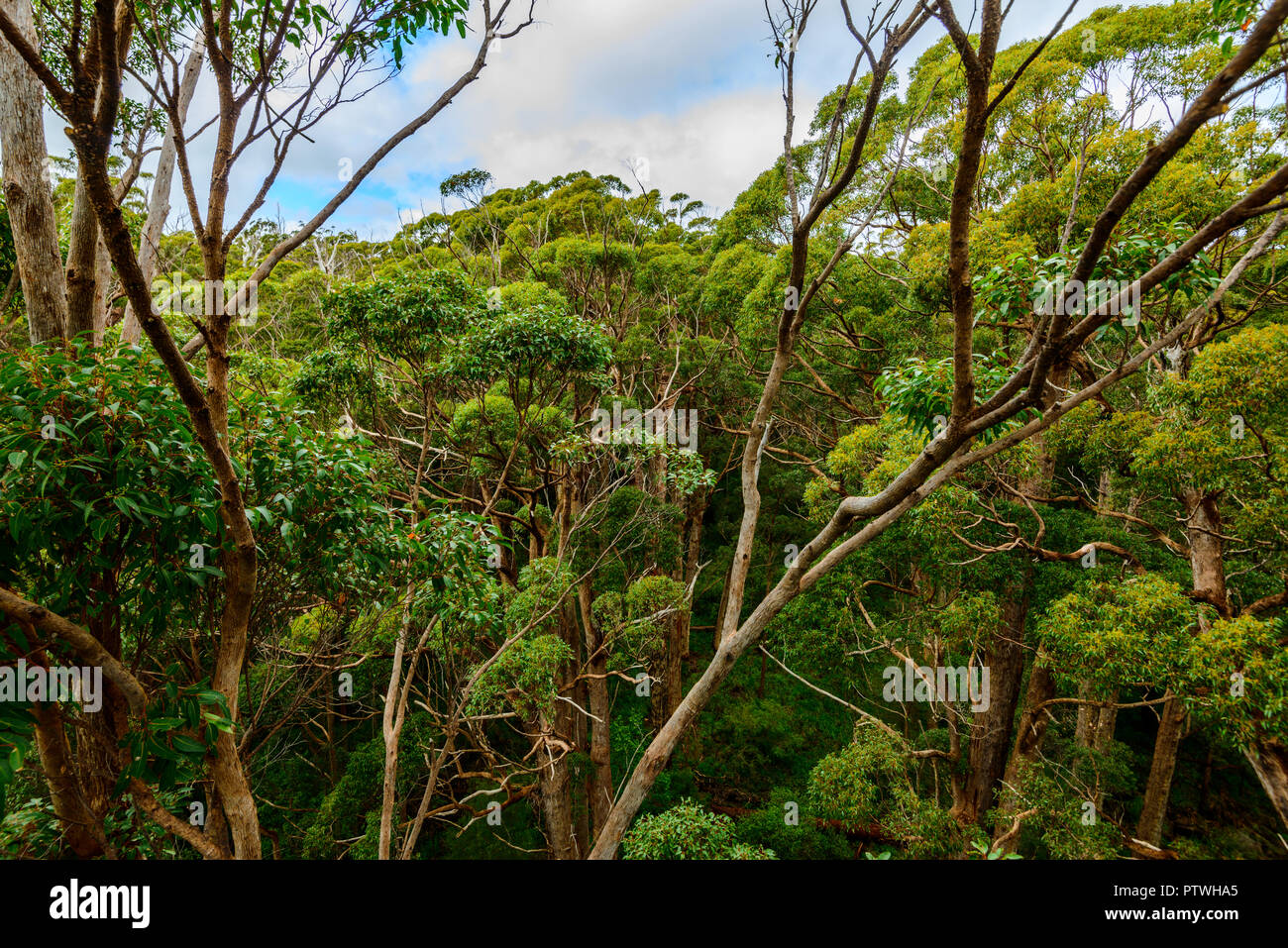 La Vallée des Géants Tree Top Walk, le Danemark, l'Nornalup, côte sud, WA, Australie occidentale, Australie Banque D'Images