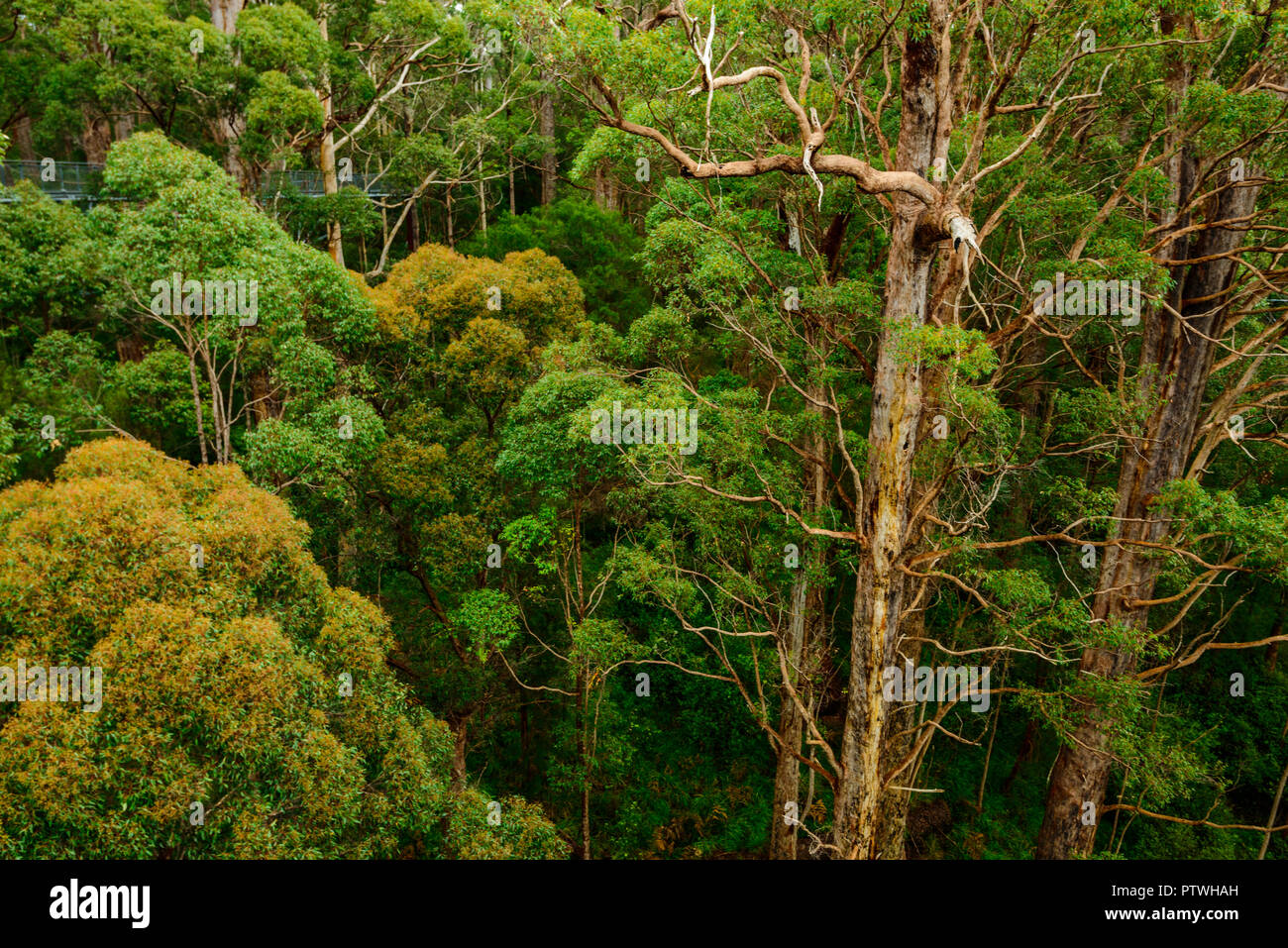 La Vallée des Géants Tree Top Walk, le Danemark, l'Nornalup, côte sud, WA, Australie occidentale, Australie Banque D'Images