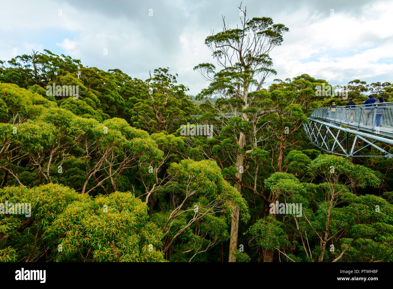 Le sentier de randonnée dans la Vallée des Géants Tree Top Walk, le Danemark, le Parc National de Walpole-Nornalup, côte sud, WA, Australie de l'Ouest, Austra Banque D'Images