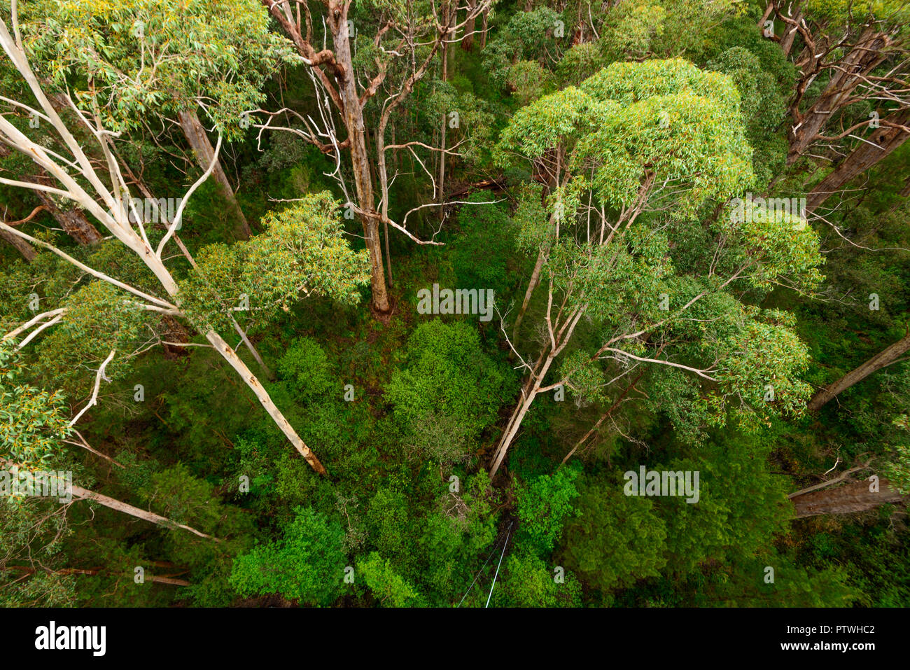 La Vallée des Géants Tree Top Walk, le Danemark, l'Nornalup, côte sud, WA, Australie occidentale, Australie Banque D'Images