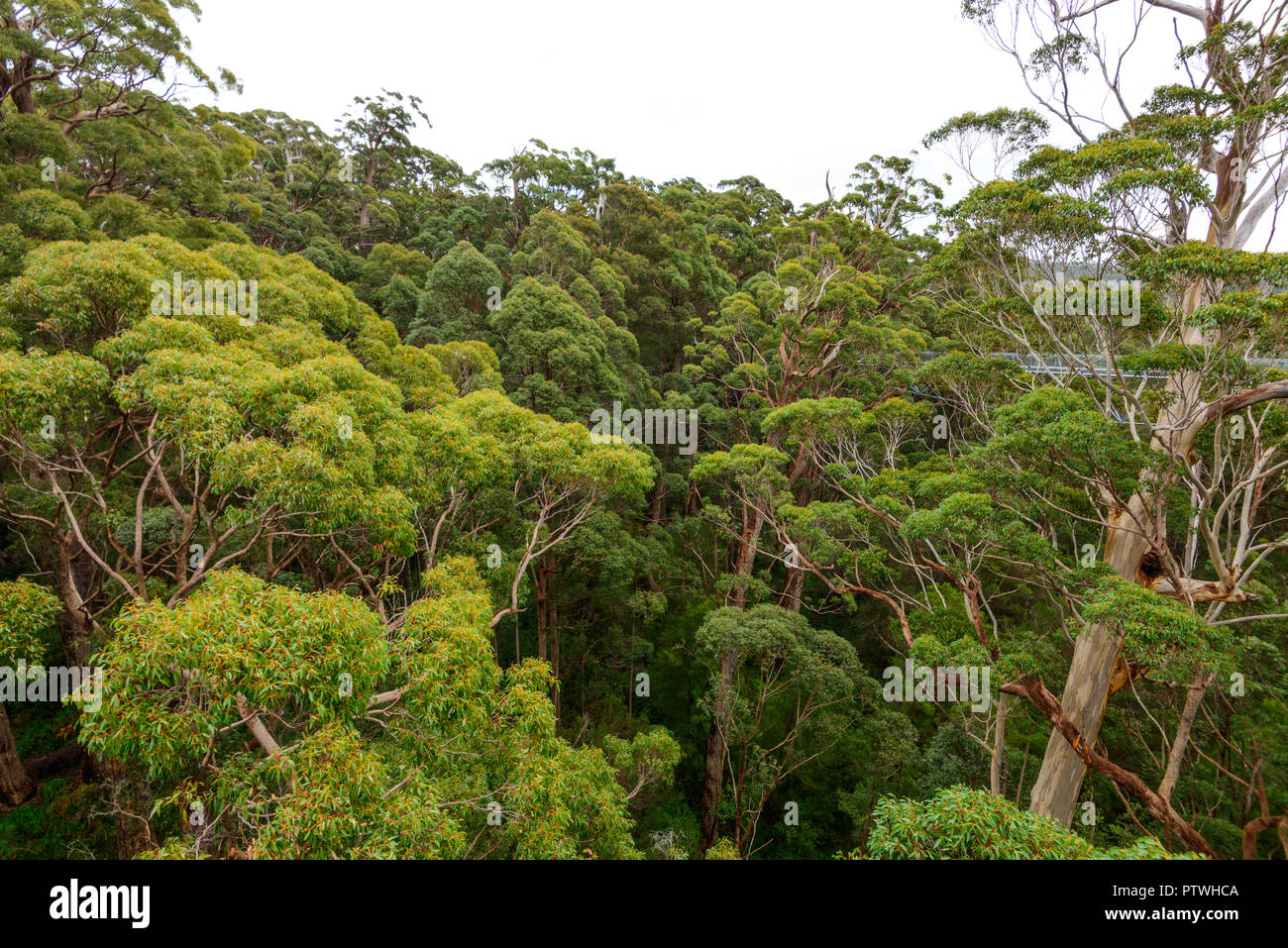 La Vallée des Géants Tree Top Walk, le Danemark, l'Nornalup, côte sud, WA, Australie occidentale, Australie Banque D'Images
