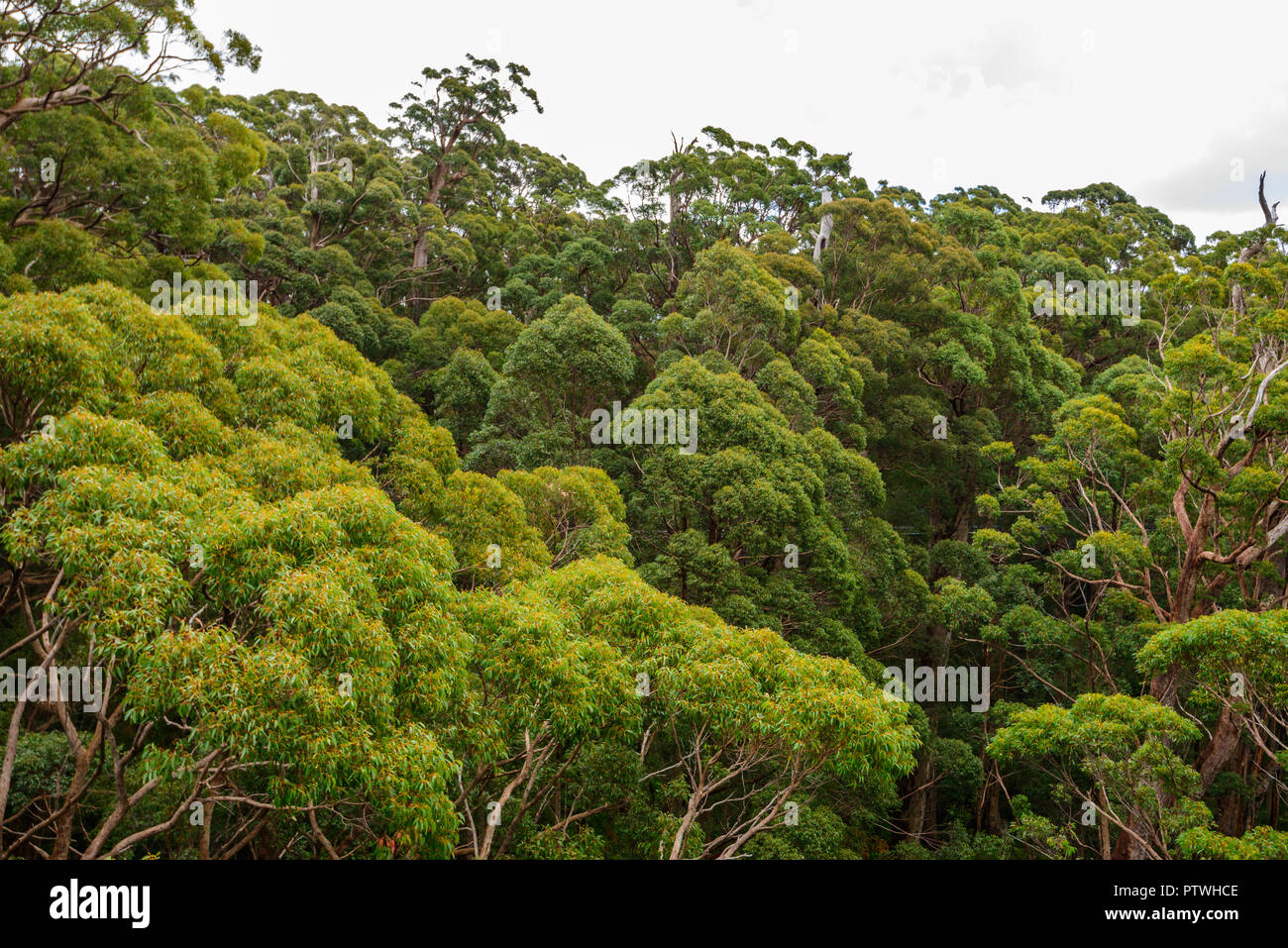 La Vallée des Géants Tree Top Walk, le Danemark, l'Nornalup, côte sud, WA, Australie occidentale, Australie Banque D'Images