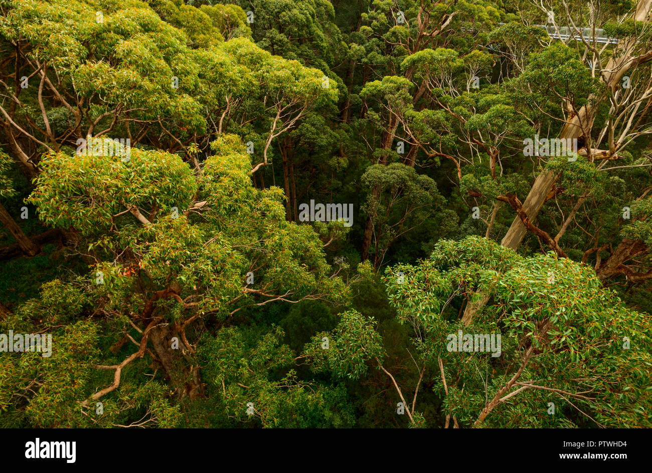 La Vallée des Géants Tree Top Walk, le Danemark, l'Nornalup, côte sud, WA, Australie occidentale, Australie Banque D'Images