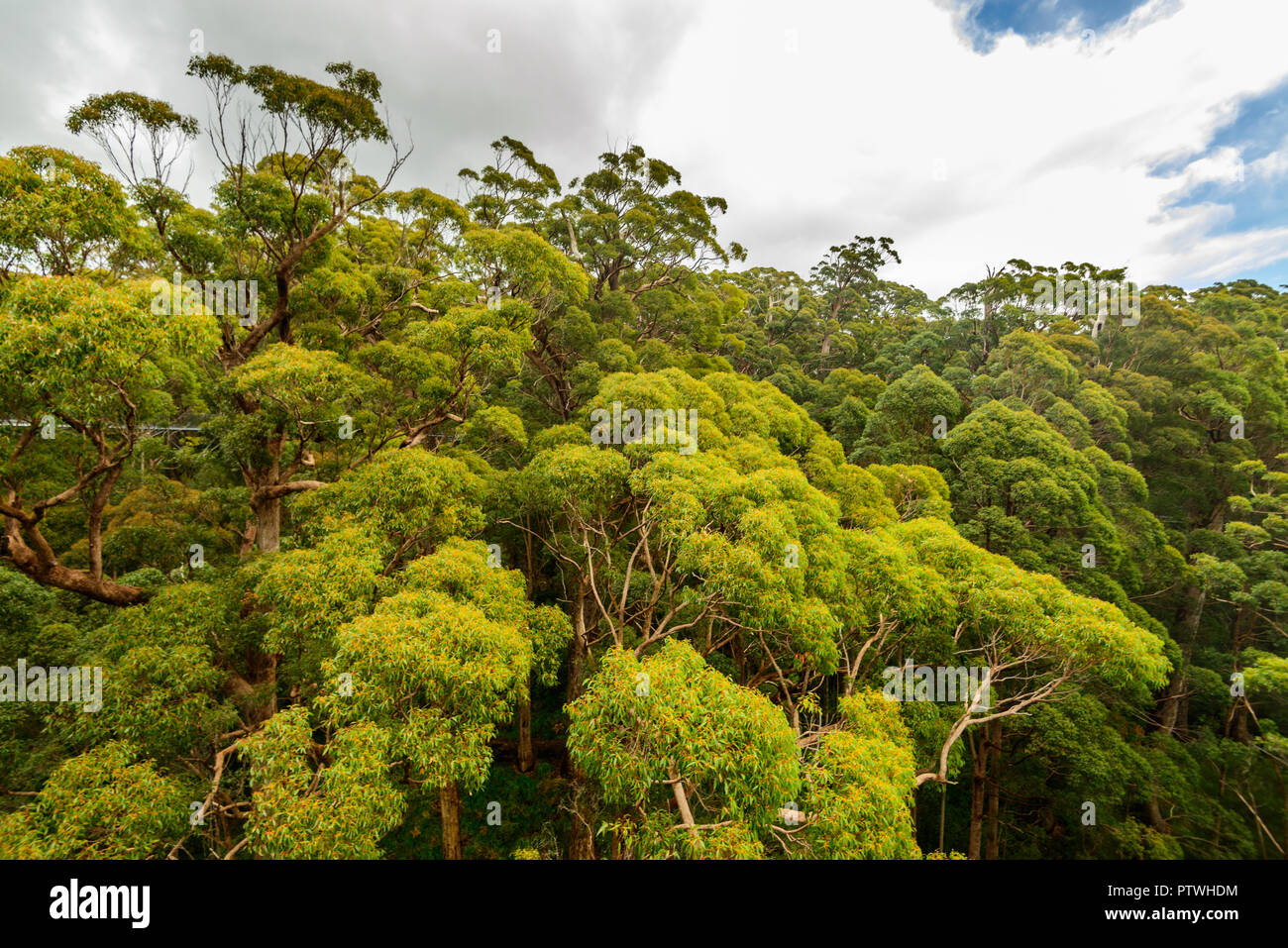 La Vallée des Géants Tree Top Walk, le Danemark, l'Nornalup, côte sud, WA, Australie occidentale, Australie Banque D'Images