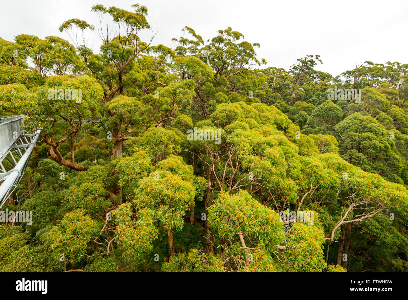 Le sentier de randonnée dans la Vallée des Géants Tree Top Walk, le Danemark, le Parc National de Walpole-Nornalup, côte sud, WA, Australie de l'Ouest, Austra Banque D'Images